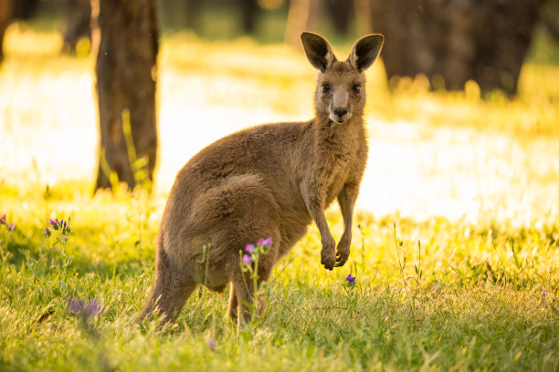 KANGAROO ESSENCE CAPSULES 90s