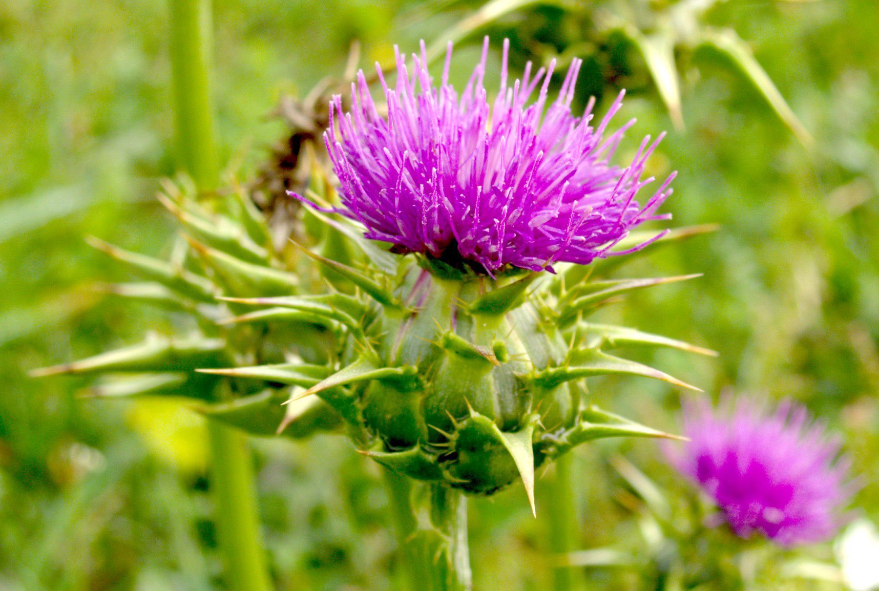 SILYBUM MARIANUM SEED OLI TABLETS 60s
