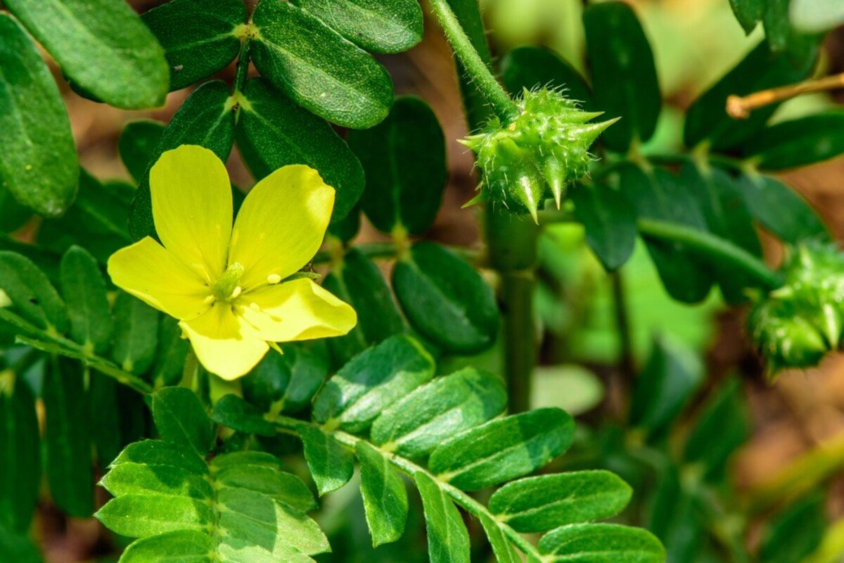OYSTER PLUS 4.9X TRIBULUS 60S