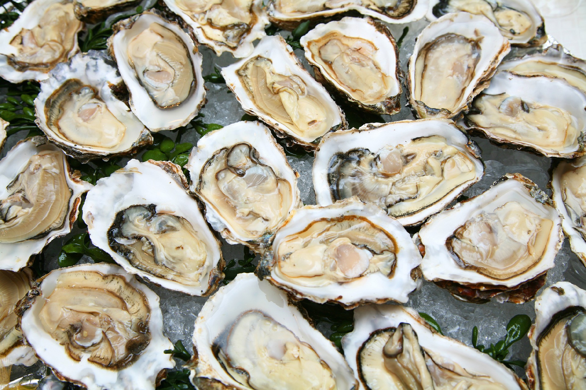 OYSTER PLUS 4.9X TRIBULUS 60S
