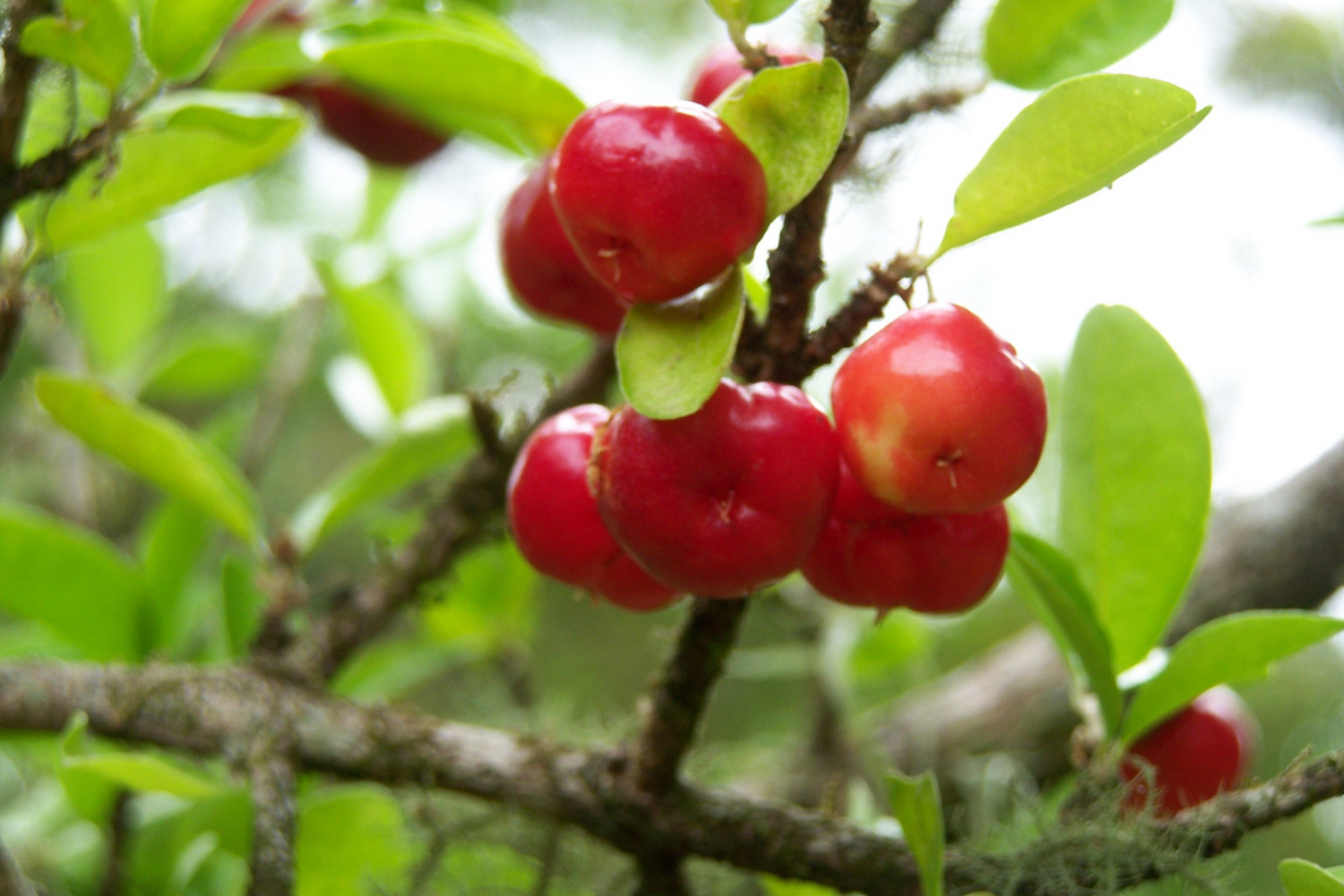ACEROLA CHERRY POWER TABLET CANDY 90s