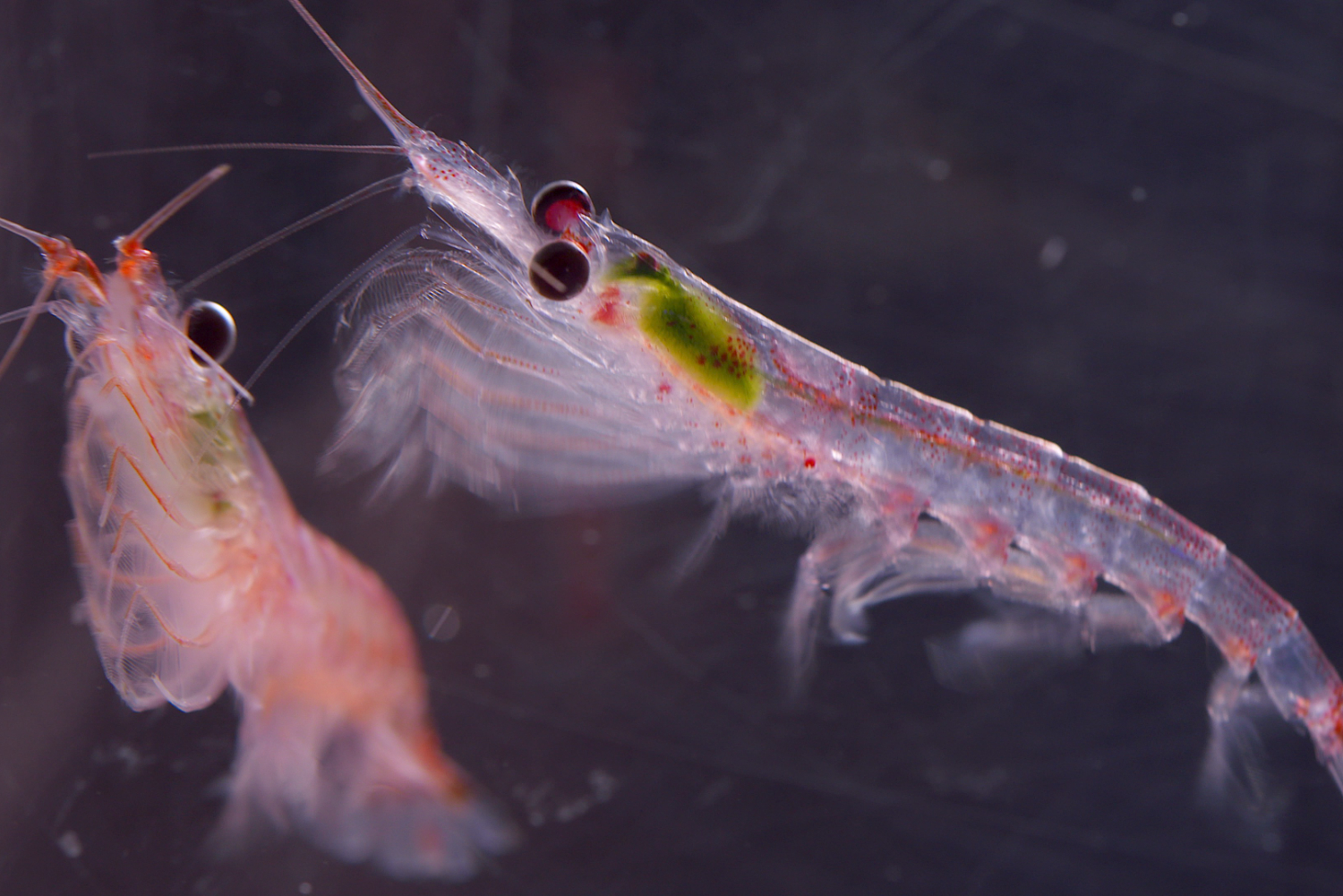 KRILL OIL GEL CANDY 60s