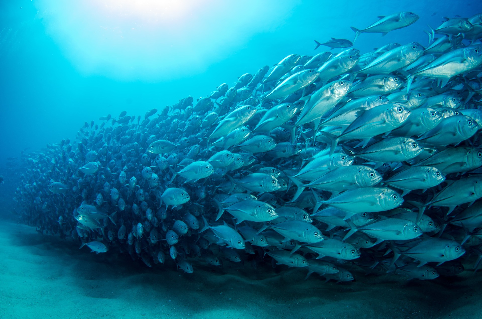 OMEGA FISH OIL EXTRACT GEL CANDY 60s